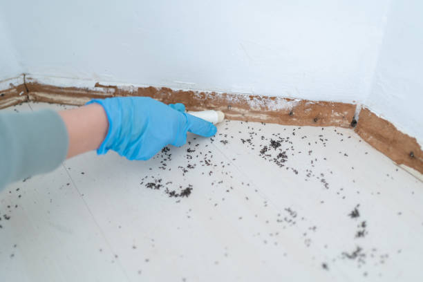 Best Rat Extermination Near Me  in Nashville, MI